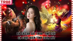 Sân Chơi Đá Gà TR88 Hàng Đầu, Đa Dạng Hình Thức Thi Đấu