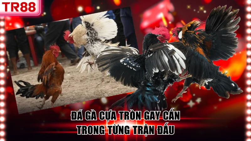 Sảnh Đá Gà WS168 Thiên Đường Của Những Kê Thủ Đam Mê