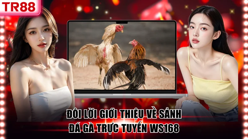 Sảnh Đá Gà WS168 Thiên Đường Của Những Kê Thủ Đam Mê