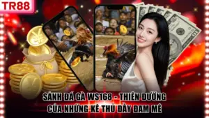 Sân Chơi Đá Gà TR88 Hàng Đầu, Đa Dạng Hình Thức Thi Đấu